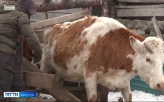 Более 224 тысяч сельхозживотных привили от заразного узелкового дерматита в Иркутской области