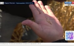 Эфир от 29.09.2026 (13:00)