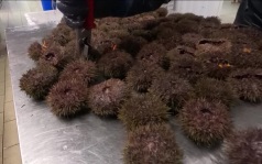Во Владивостоке судят контрабандистов морских ежей на сумму 680 миллионов рублей