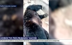 Медведь загрыз девять собак, напал на теленка и утащил в лес свинью в Нижнеилимском районе