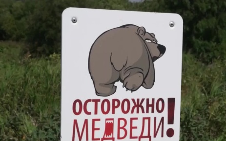 Подкармливание медведей: точка невозврата и новые правила безопасности