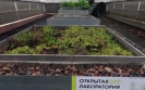 Живые крыши