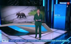 Нападение медведей в Иркутской области