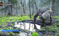 "Мы лес за все благодарим": богатства нацпарка "Удэгейская легенда"