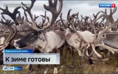 Оленеводы Коми заканчивают подготовку к зиме