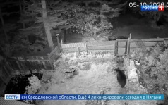Охотник ликвидировал медведя в Ивделе, медведица с детенышем напугали дачников на Сахалине