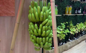 Бананы сочинских фермеров представлены на выставке "Золотая осень" в Москве