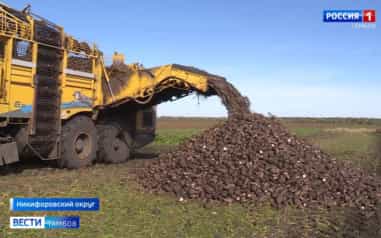 В регионе полным ходом идет уборка сахарной свеклы