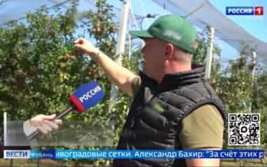 Яблочный бум сейчас на Кубани