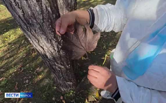 В Курской области открылся дендрарий с разнообразными растениями