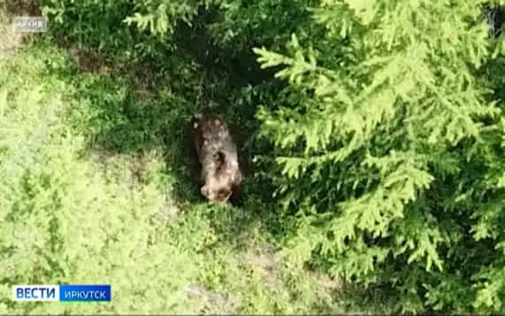 Двое мужчин погибли в Нижнеилимском районе в результате нападения медведей