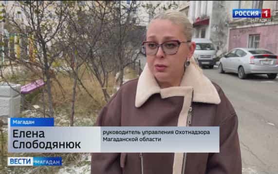 Охотоведы не обнаружили медведя на магаданском кладбище и в его окрестностях