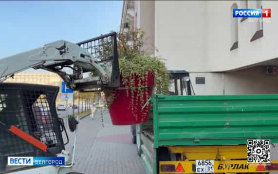 В Белгороде начали убирать цветочные вазоны на зимовку