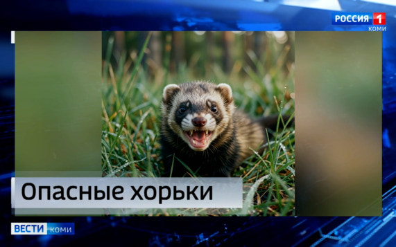 Хорьки покусали жителей Сыктывкара: животных проверят на бешенство