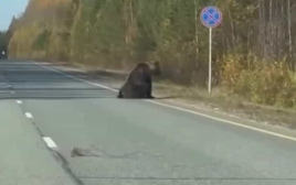 В Югре новые случаи выхода медведей к людям