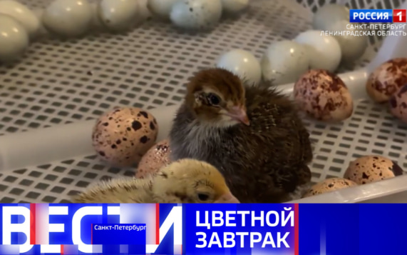 Эфир от 20.10.2026 (21:10)