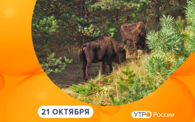 Эфир от 21.10.2026