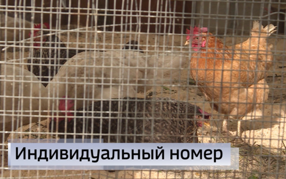 Эфир от 27.10.2026 (11:30)