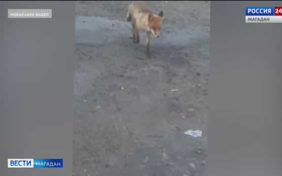 Рыжих в Магадане стало больше — причины объяснили специалисты