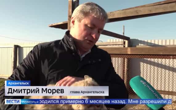 Более 30 подопечных хаски-парка «Поморская упряжка» готовятся к зиме
