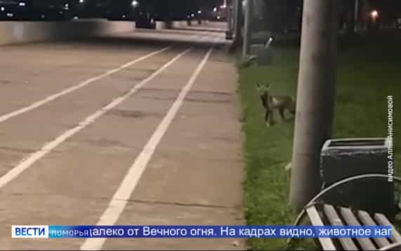 В областной столице северяне заметили лису
