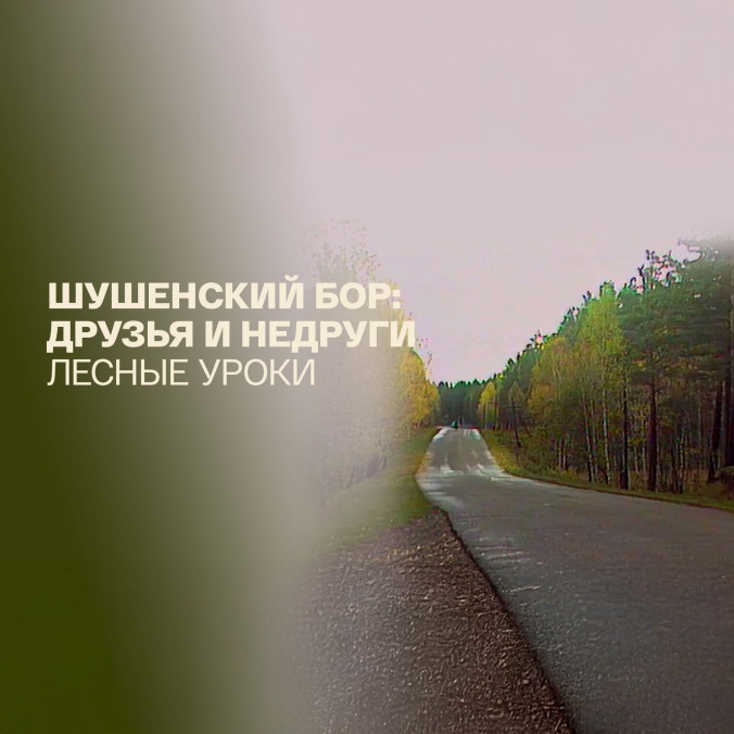 Шушенский бор: друзья и недруги. Лесные уроки