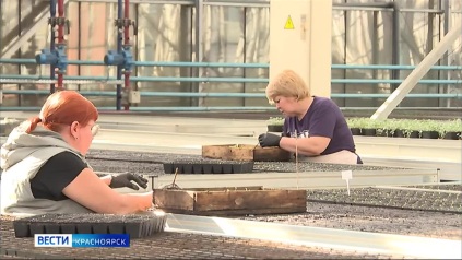 В теплицах красноярского УЗС готовят рассаду для городских клумб и газонов