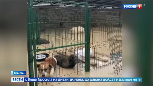 Эвакуация трёх тысяч человек: наводнение в Дагестане и подвиги спасателей