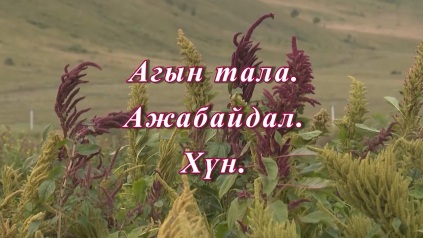 «Агын тала. Ажабайдал. ХYн». Ага и агинцы