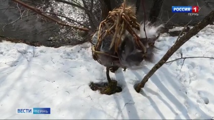 В Перми кормушки для птиц начали менять на пуходёрки